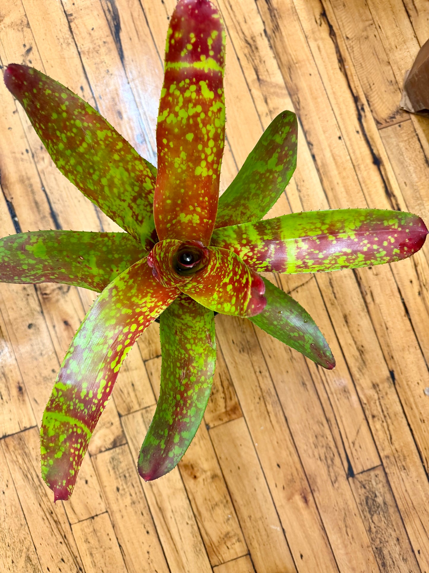 Neoregelia Bromeliad 6in