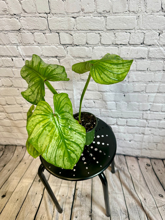 Philodendron mamei ‘Silver Cloud’