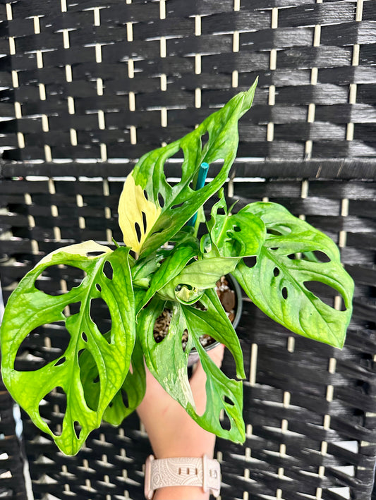 Monstera Adansonii Aurea 4in