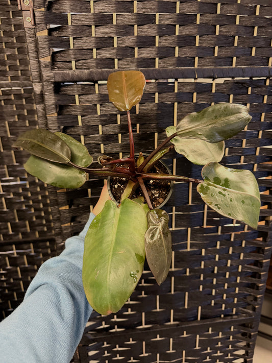 Philodendron Black Cardinal 4in