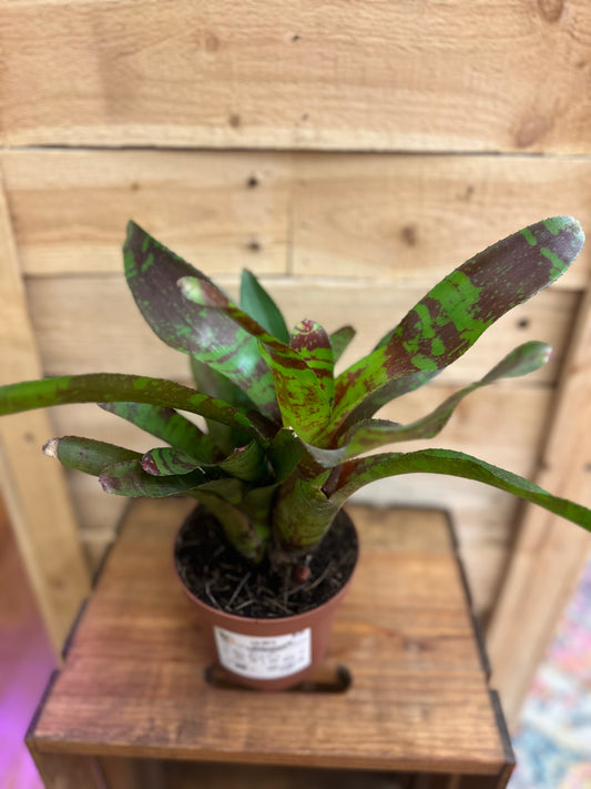 Guacamole Neoregelia 5in