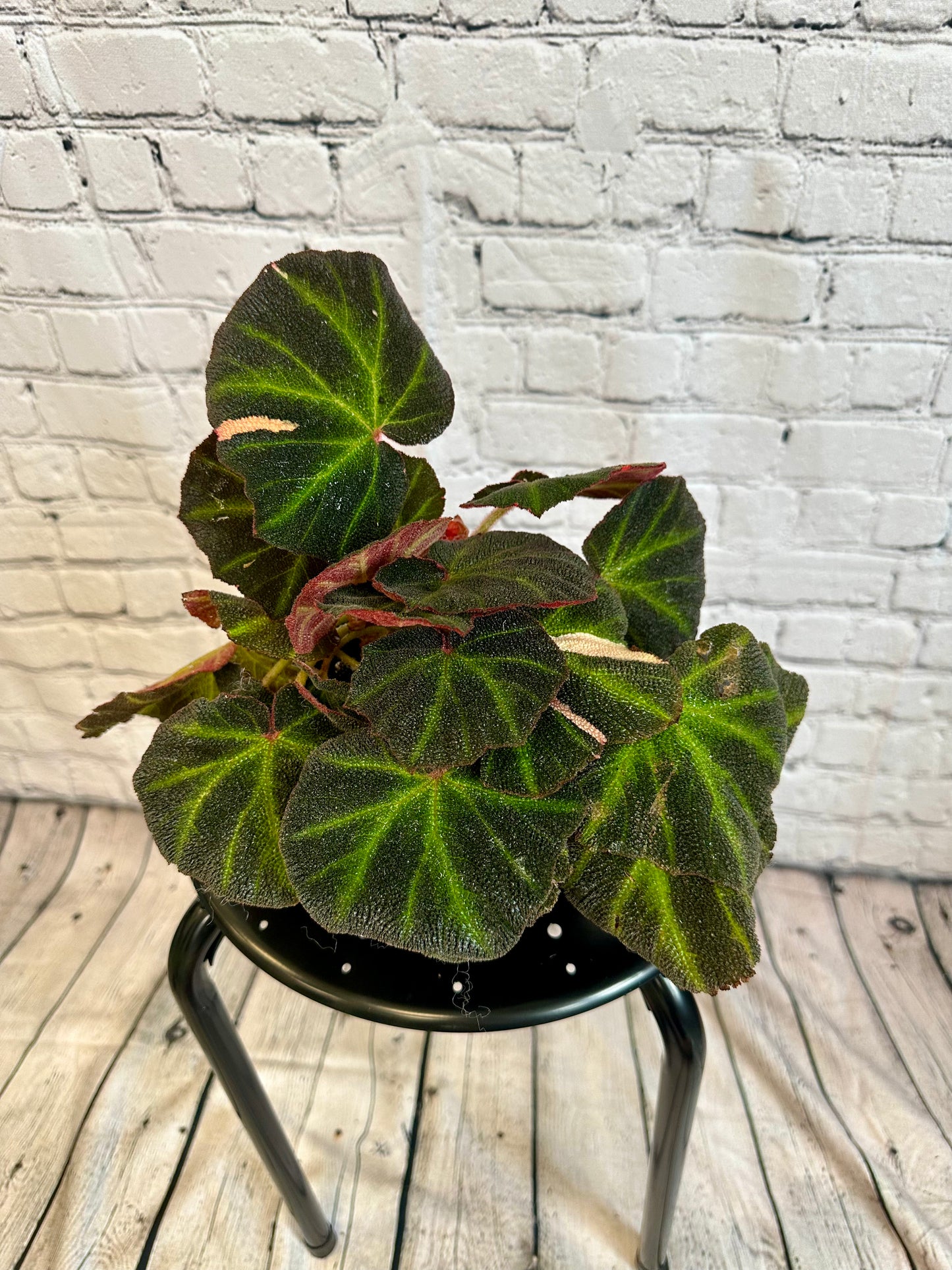 Begonia Soli-Mutata Variegated 4in