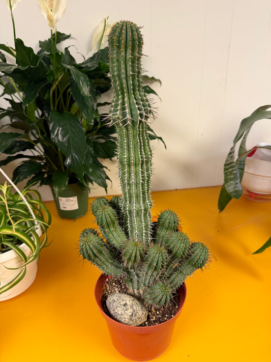 Euphorbia Fruticosa 6in