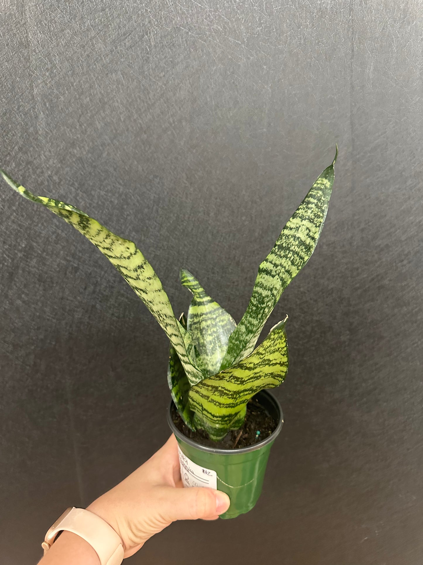 Zeylanica Snake Plant- 4in