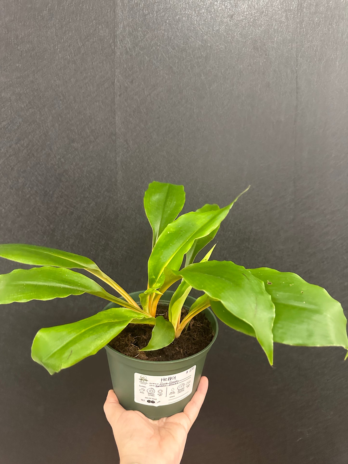 Fire Flash Spider Plant- 6in pot