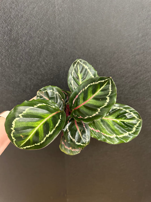 Dottie Calathea- 4in