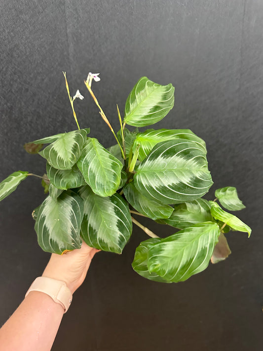 Silver Band Calathea- 4in