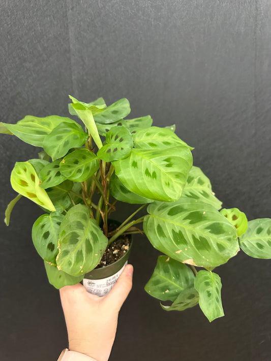 Beauty Kim Calathea-4in