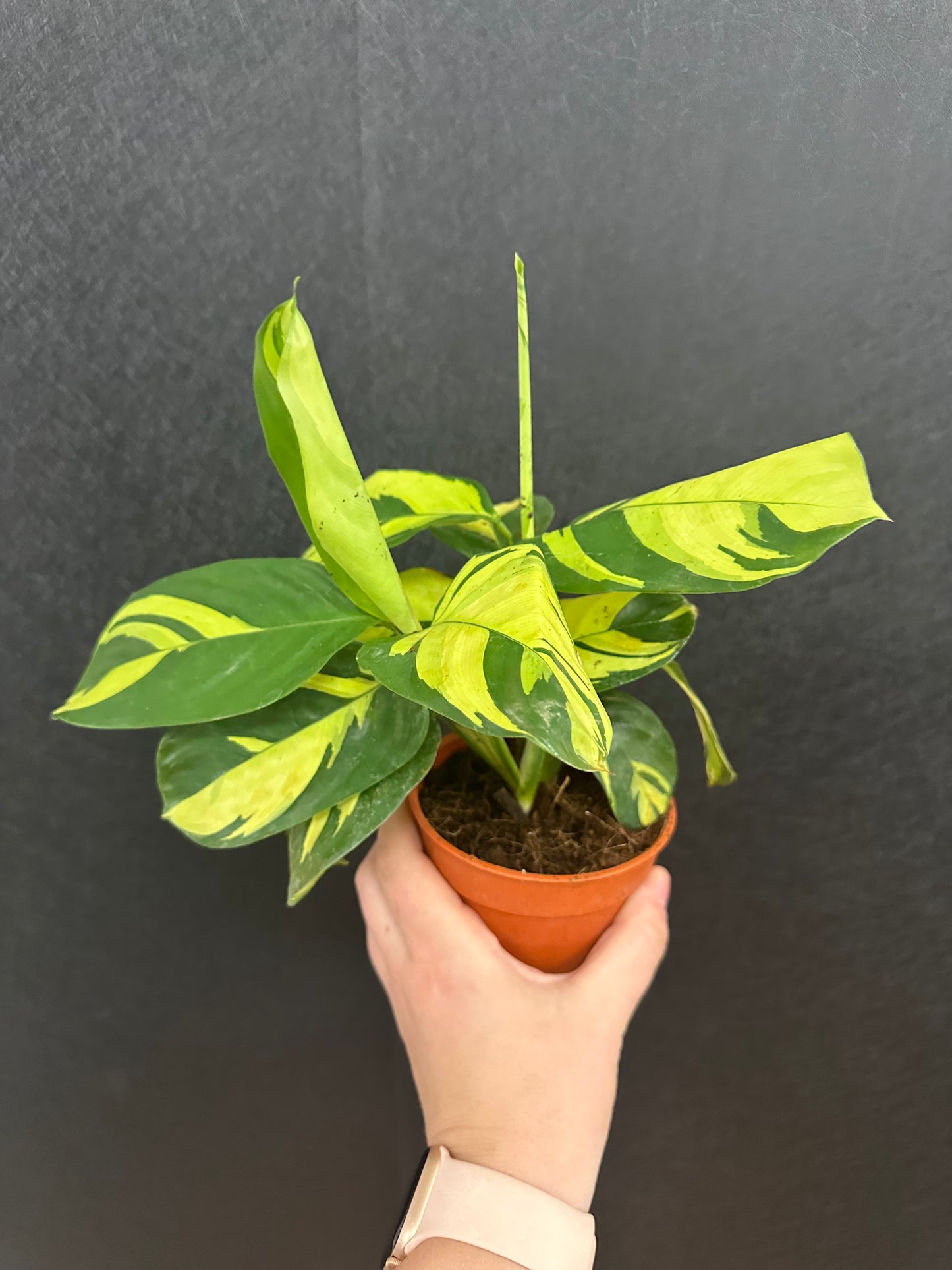 Pilosa Calathea 4in