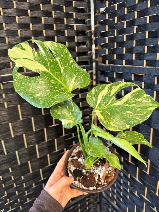 Electrolyte Monstera 6in