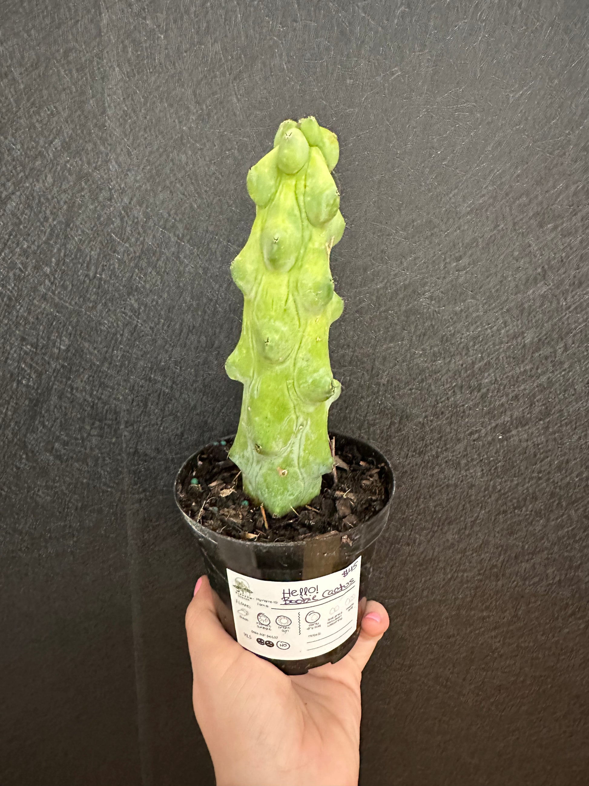 boobie succulent Boobie Cactus 4in