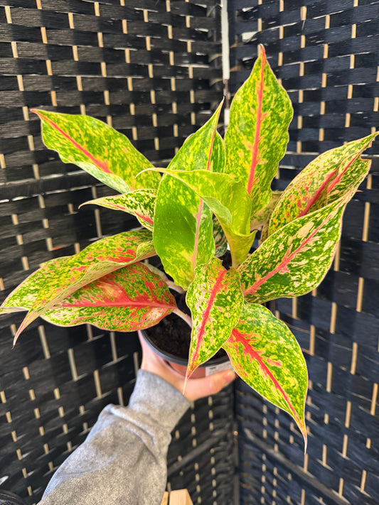 Night Sparkle Aglaonema 6in
