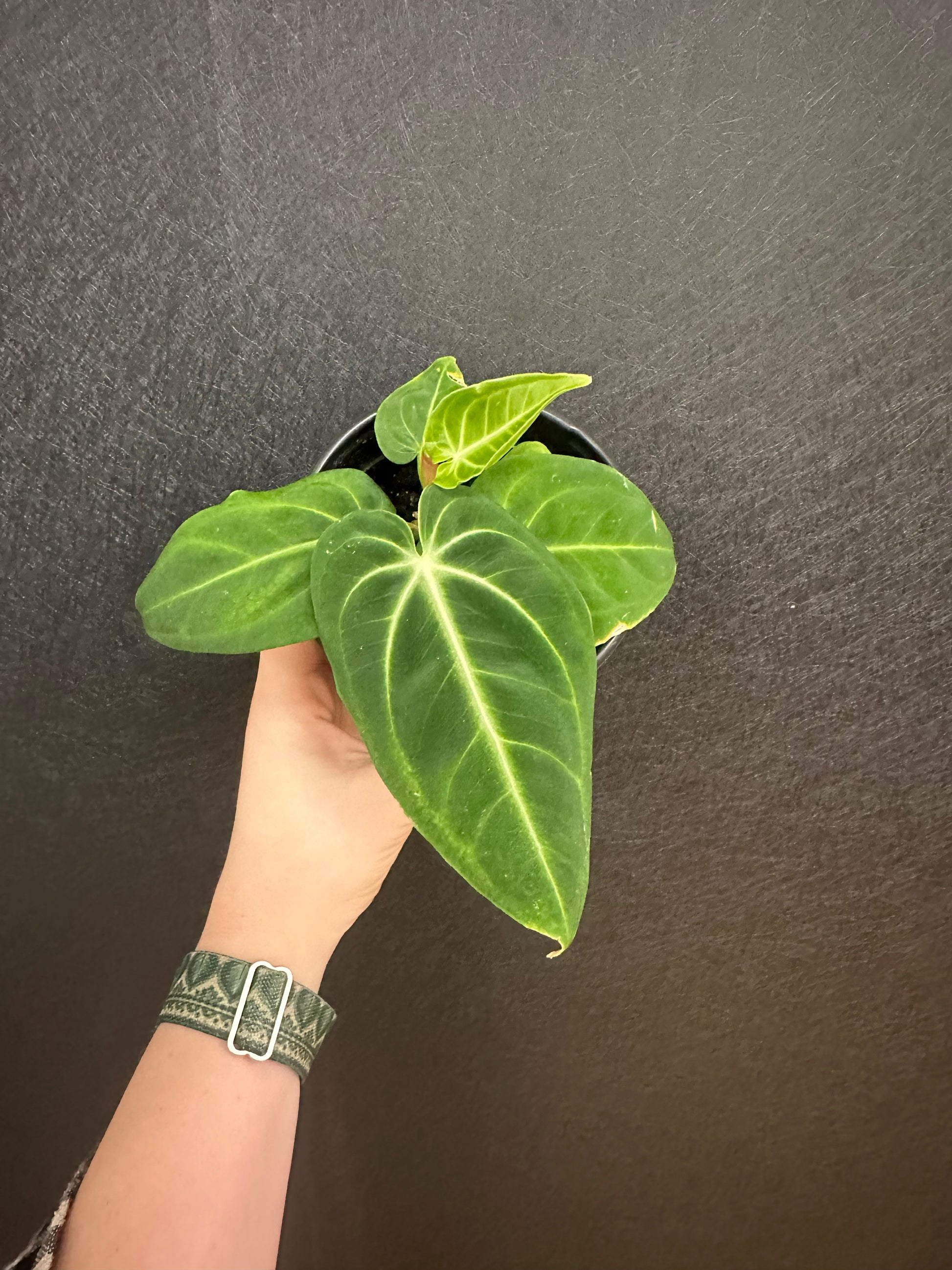 anthurium villenaorum Anthurium Villenaorum 4in
