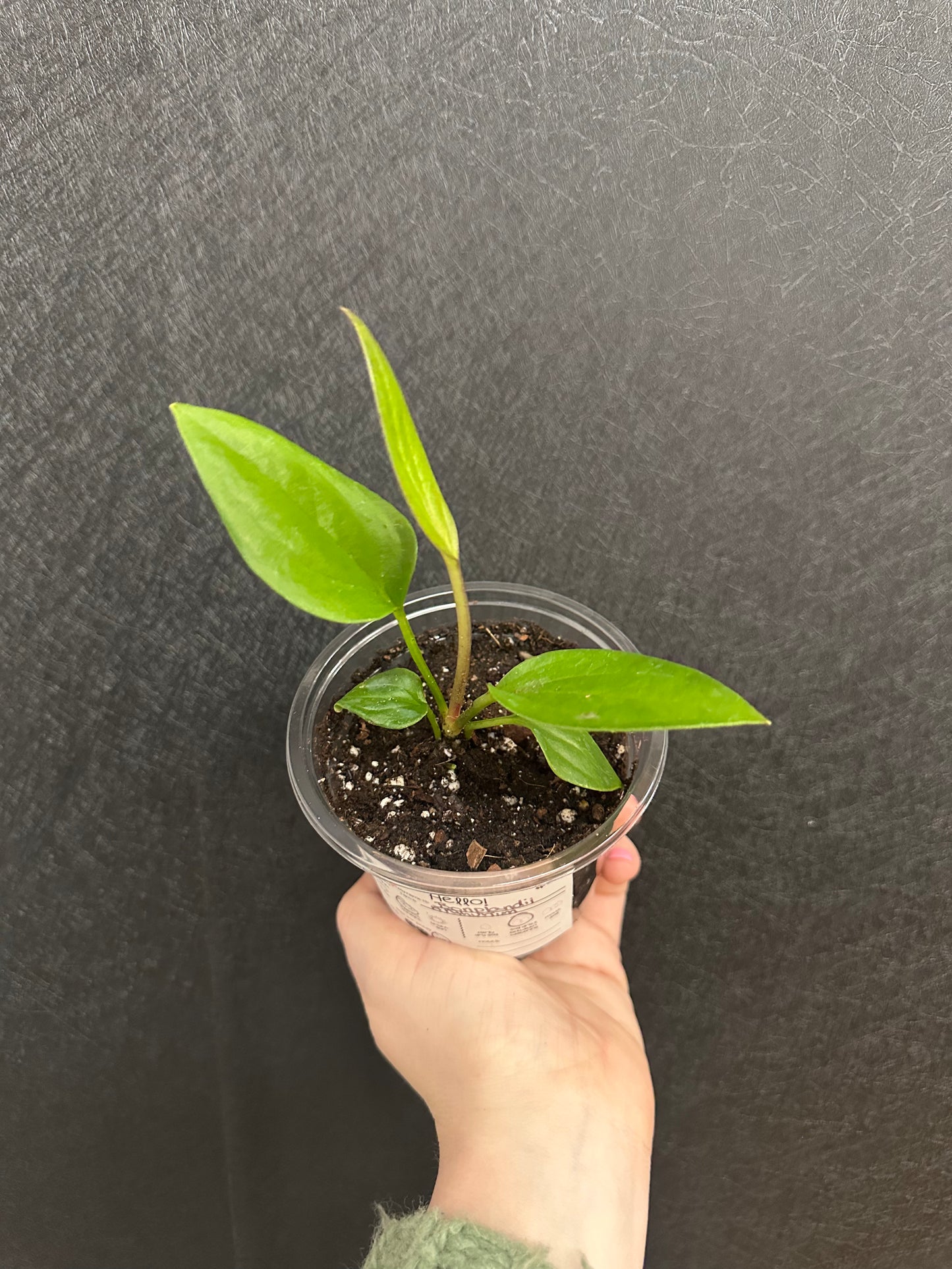 Bonplandii Anthurium 4in