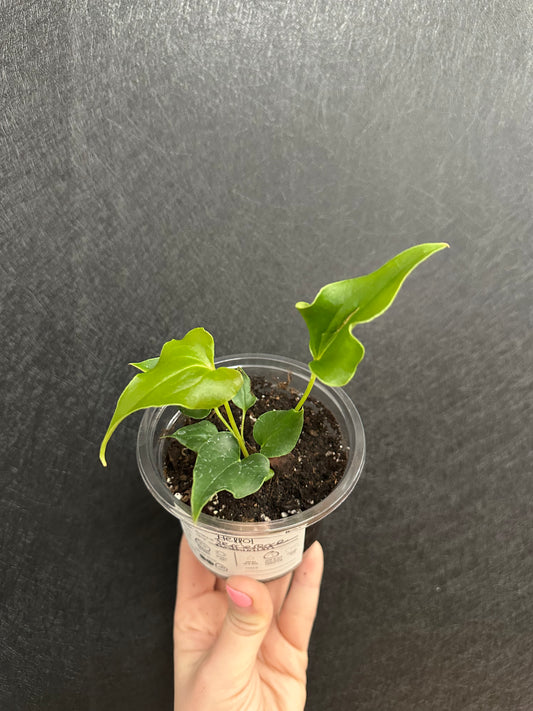 Ferrierense Anthurium 4in