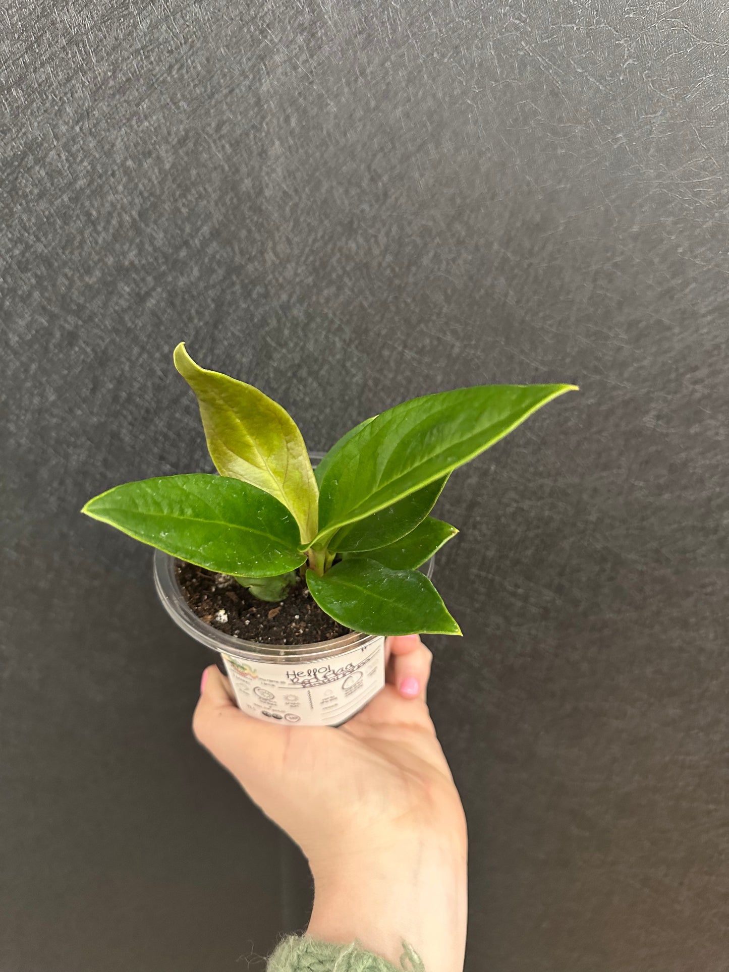 Red Flag Anthurium 4in