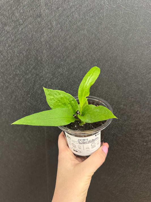 Vittarifollum Anthurium 4in