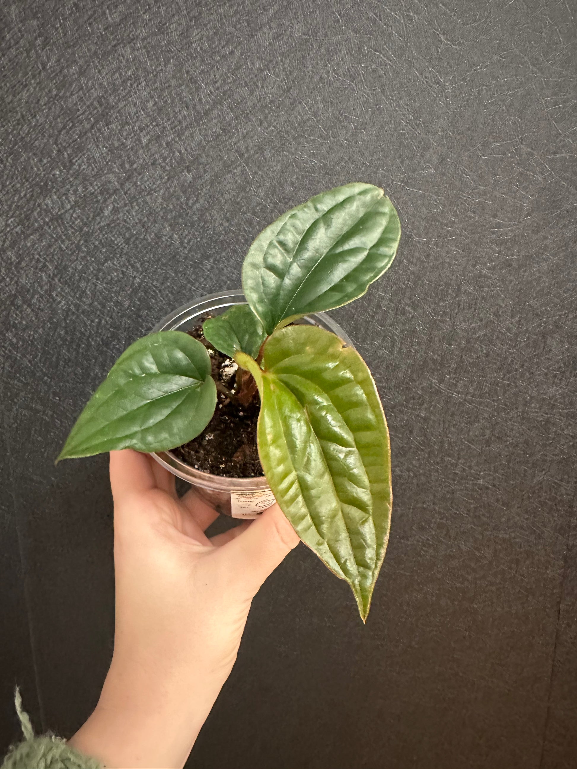 anthurium luxurians x radicans Radican x Luxurians Anthurium 4in – Blossom + Branch Houseplants