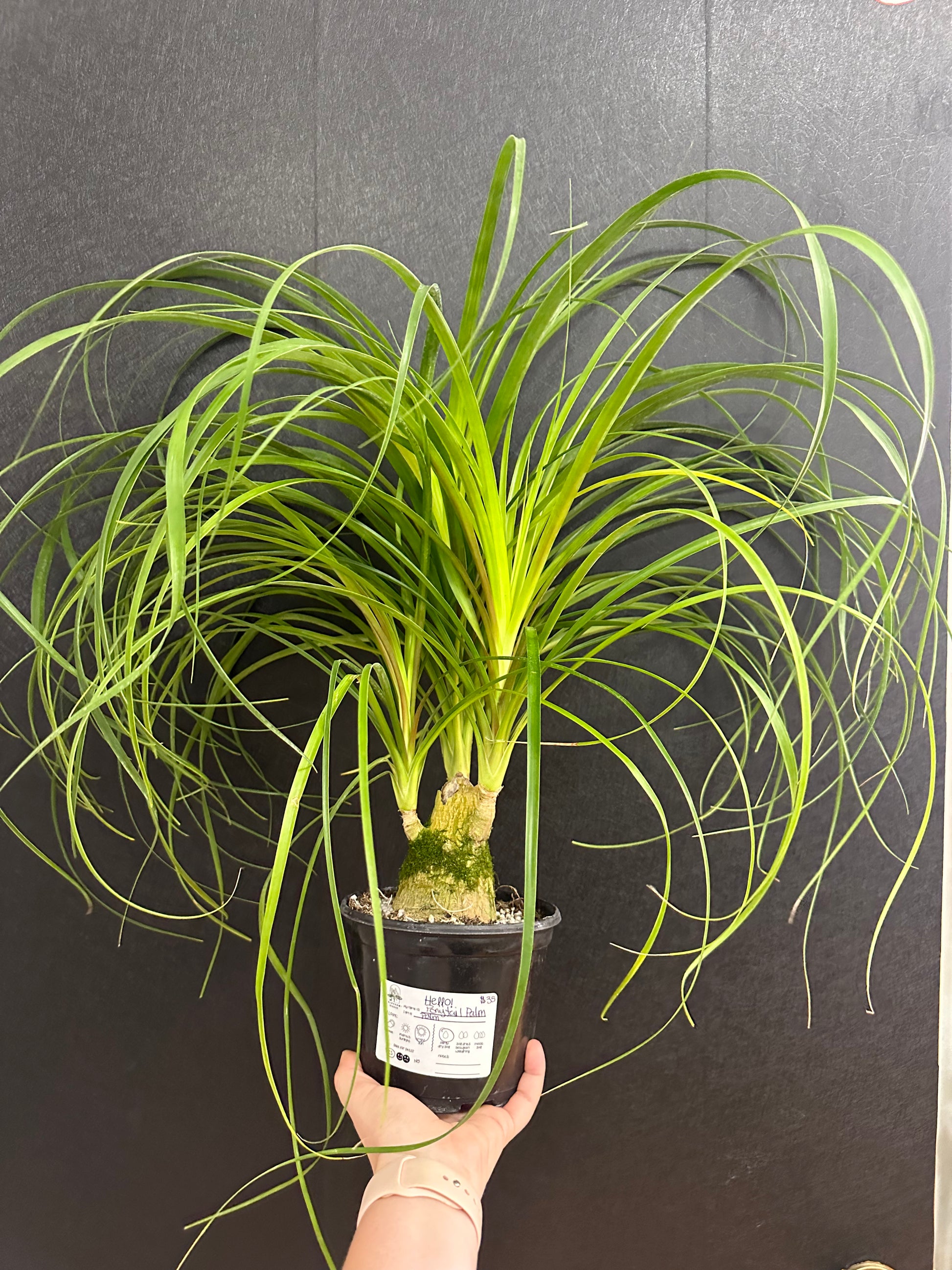 ponytail stump palm Ponytail Palm Stump, 6in
