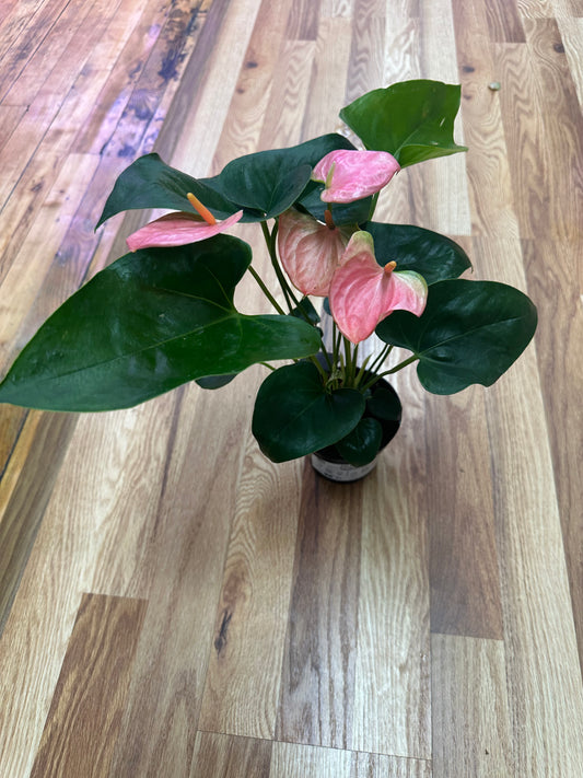 Pink Anthurium 4in