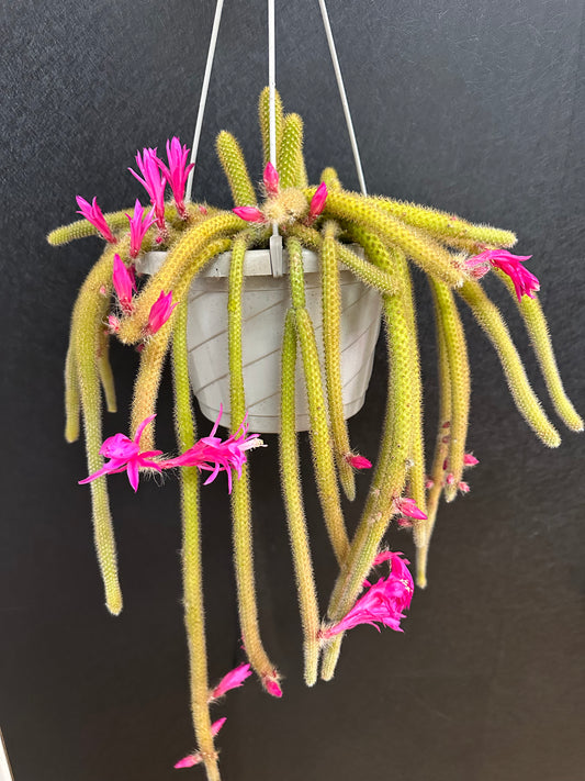 Rat Tail Cactus 8in
