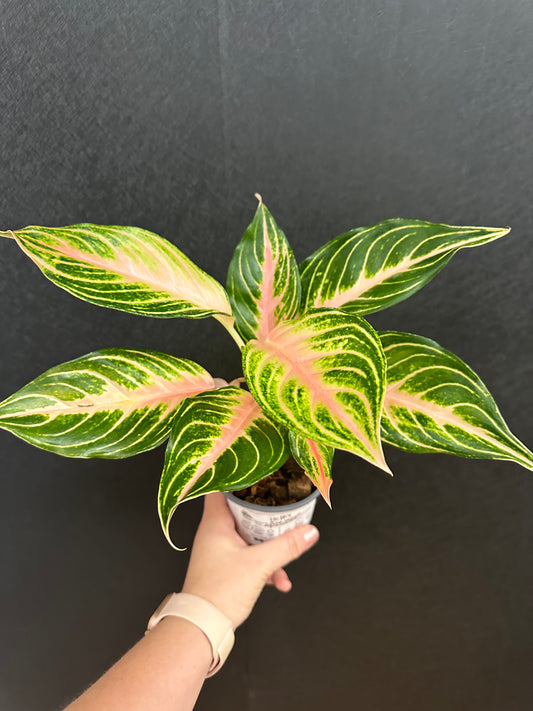 Aglaonema Pink Sunset 4in