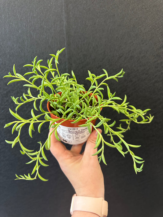 String of Bananas-4in