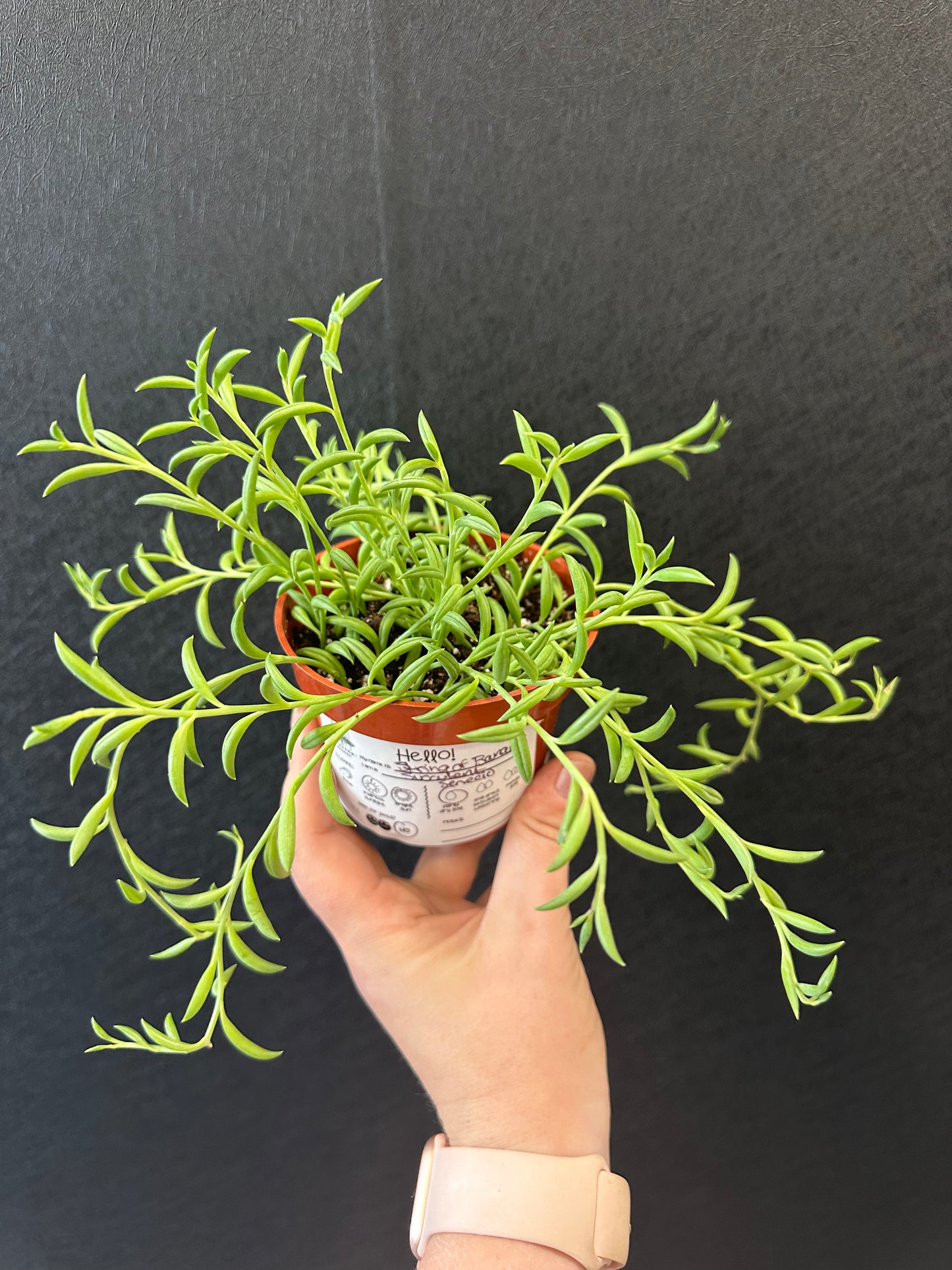 String of Bananas-4in