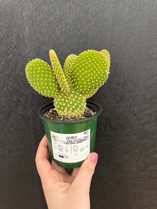 Prickly Pear Cactus 4in