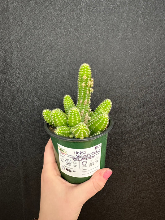 Peanut Cactus 4in