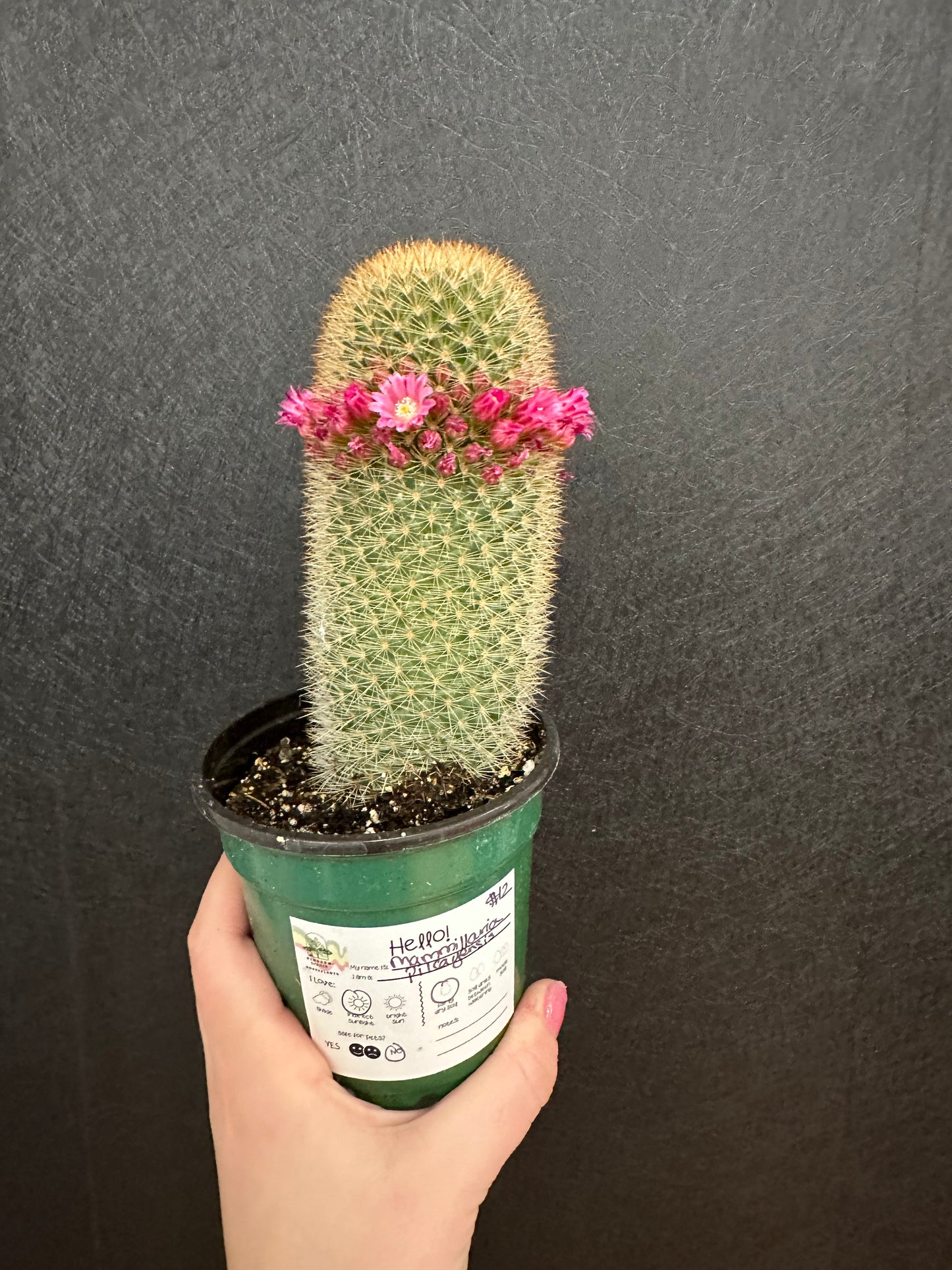 Mammillaria Pillcayensis 4in