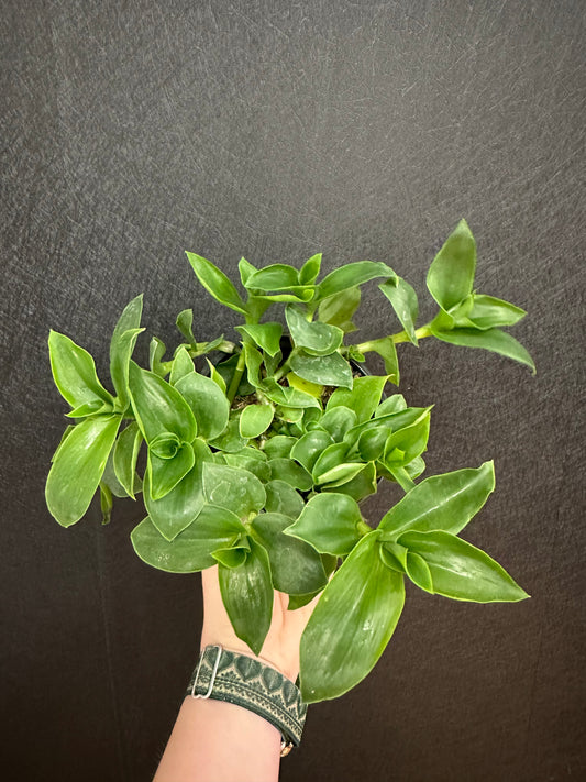 Fluminensis Tradescantia 4in