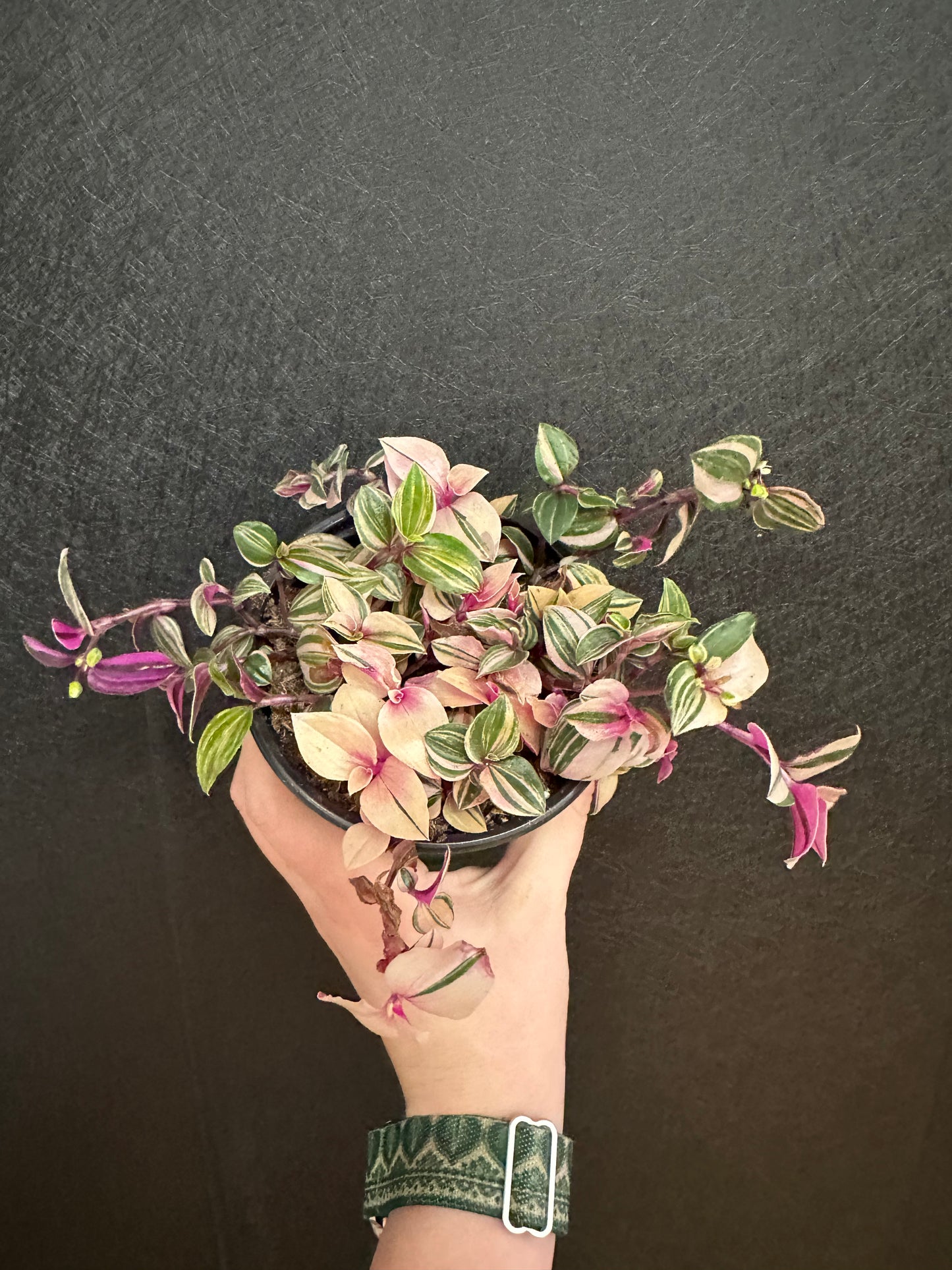 Tricolor Tradescantia 4in