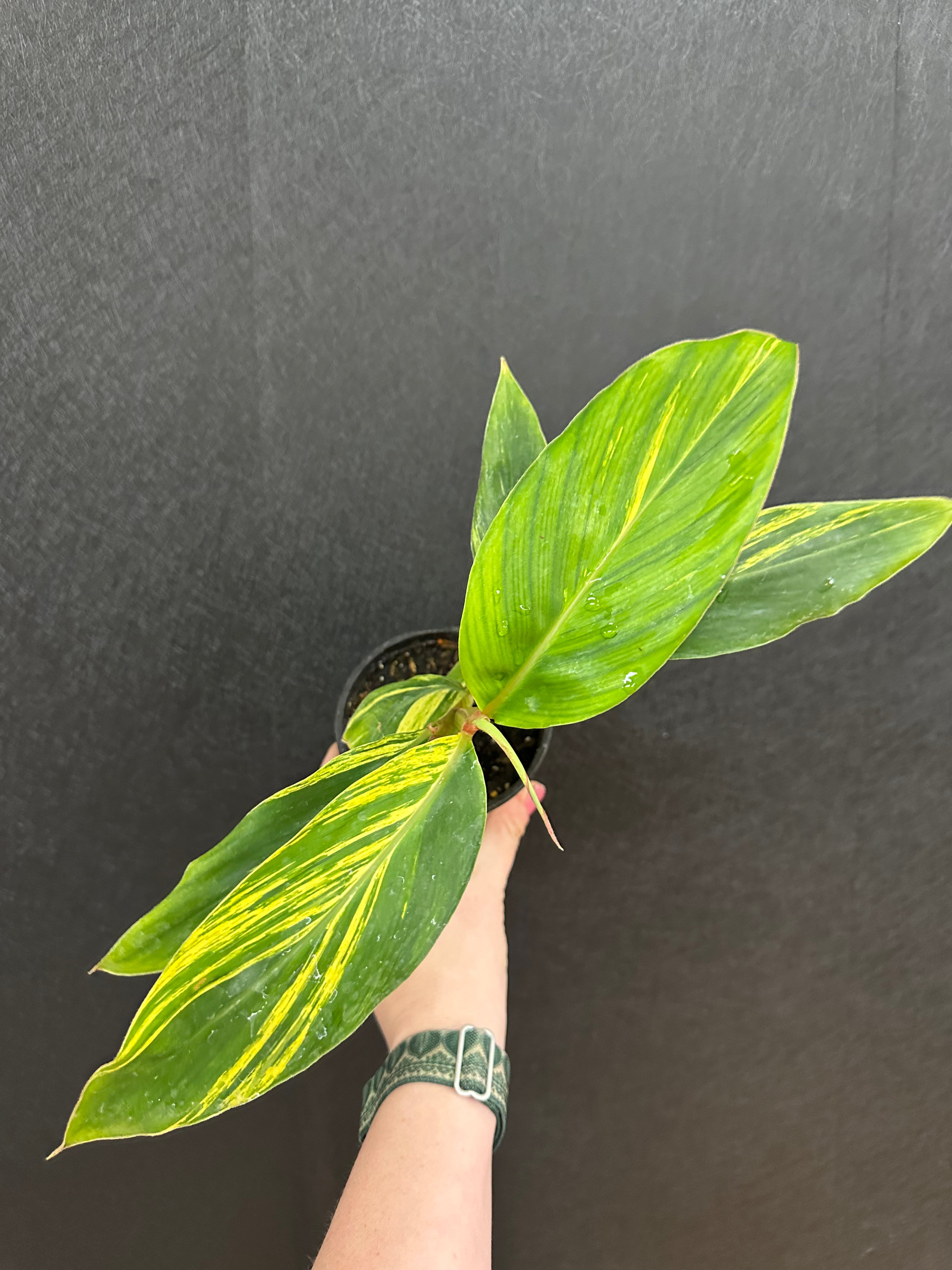 Shell Ginge Shell Ginger, Variegated 4in β Blossom + Branch Houseplants