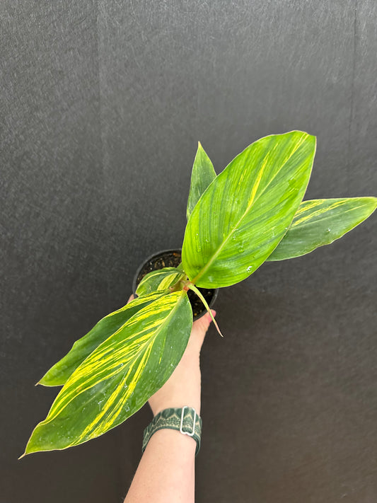 Shell Ginger, Variegated 4in