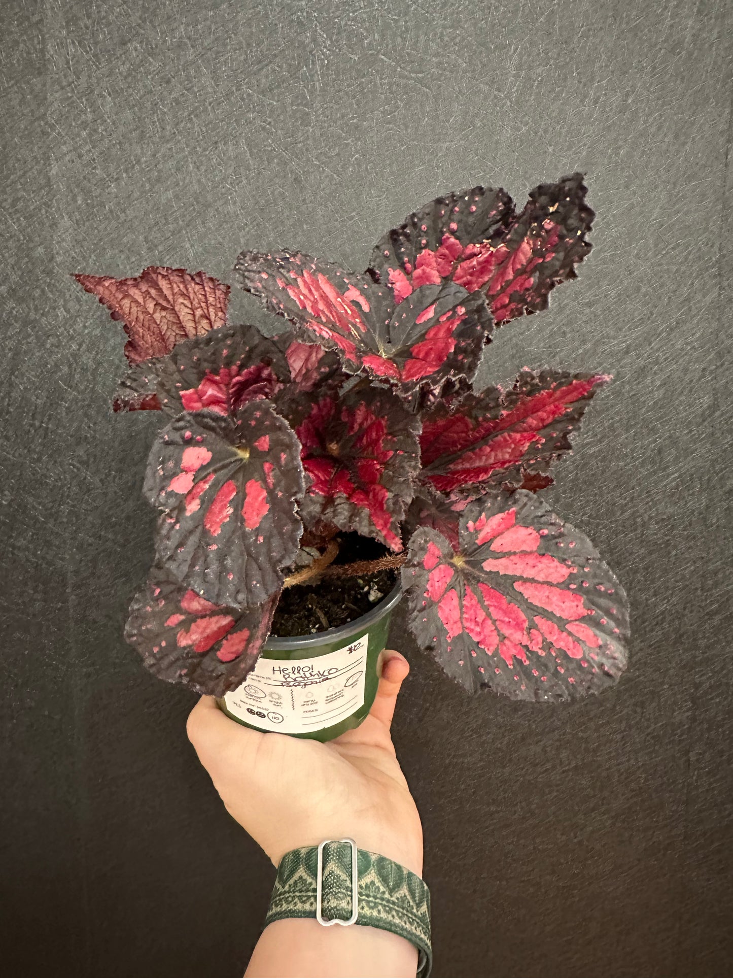 Rothko Begonia 4in