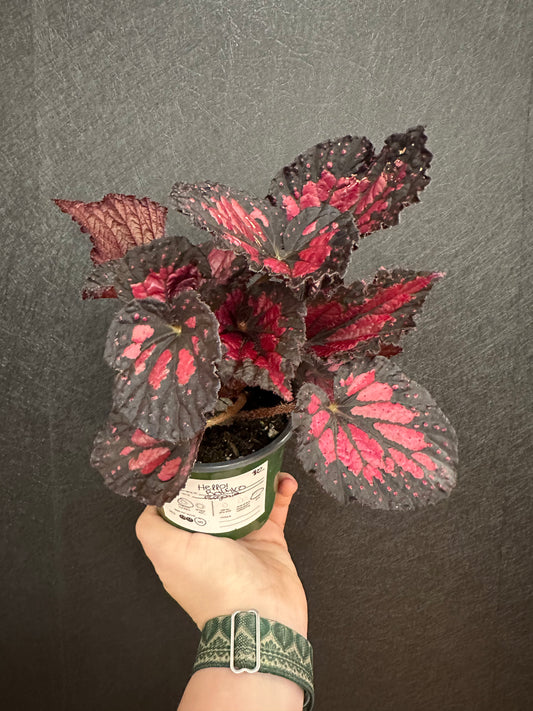Rothko Begonia 4in