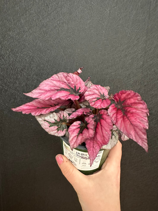 Shadow King Begonia 4in