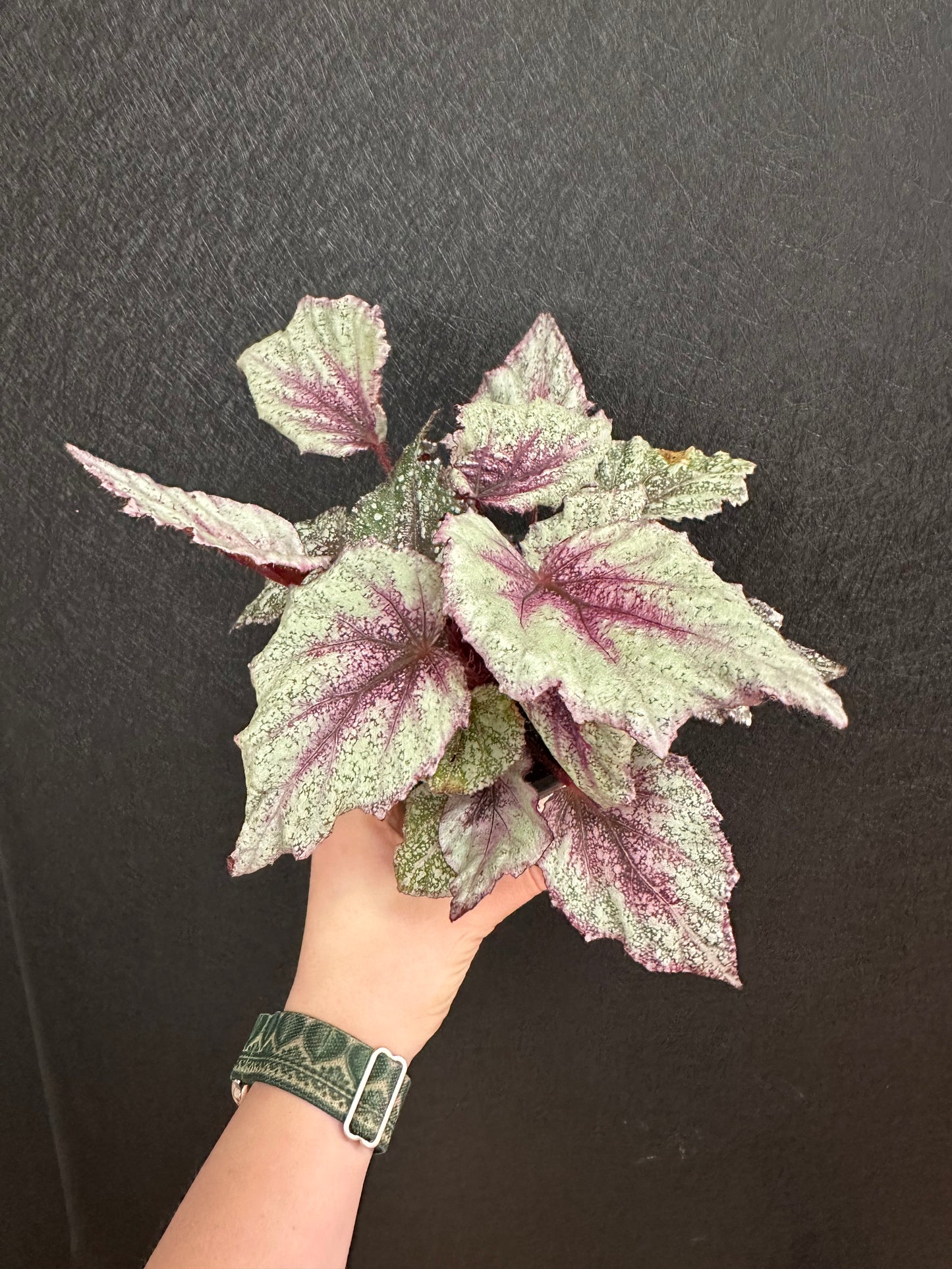 Rose Frost Begonia 4in