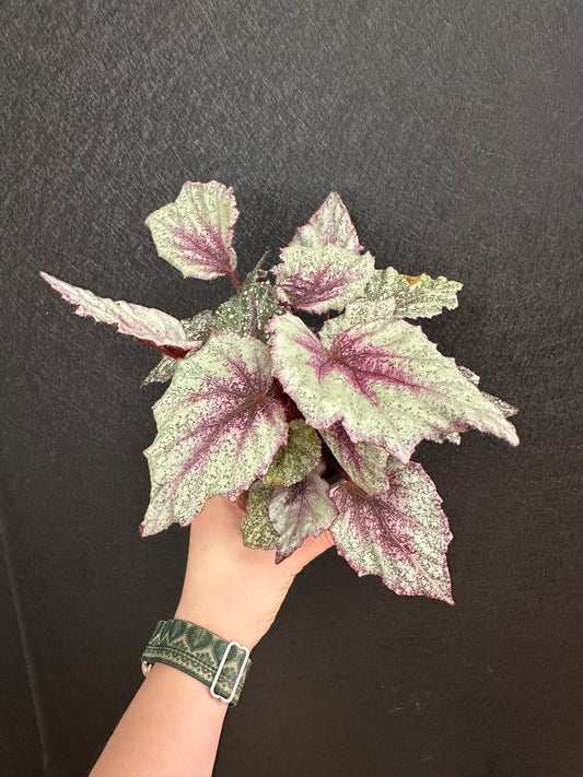 Rose Frost Begonia 4in