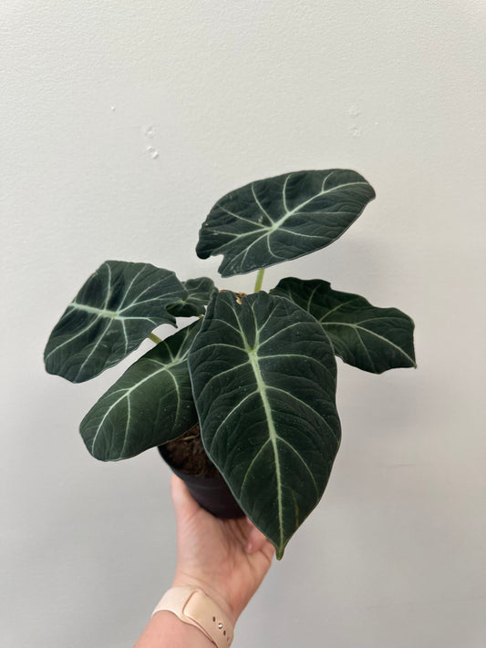 Black Velvet Alocasia 4in