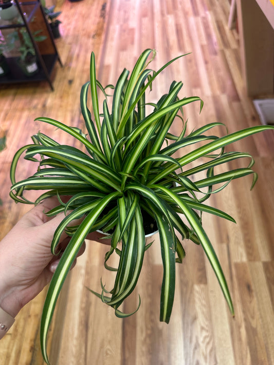 Ocean Spider Plant 4in