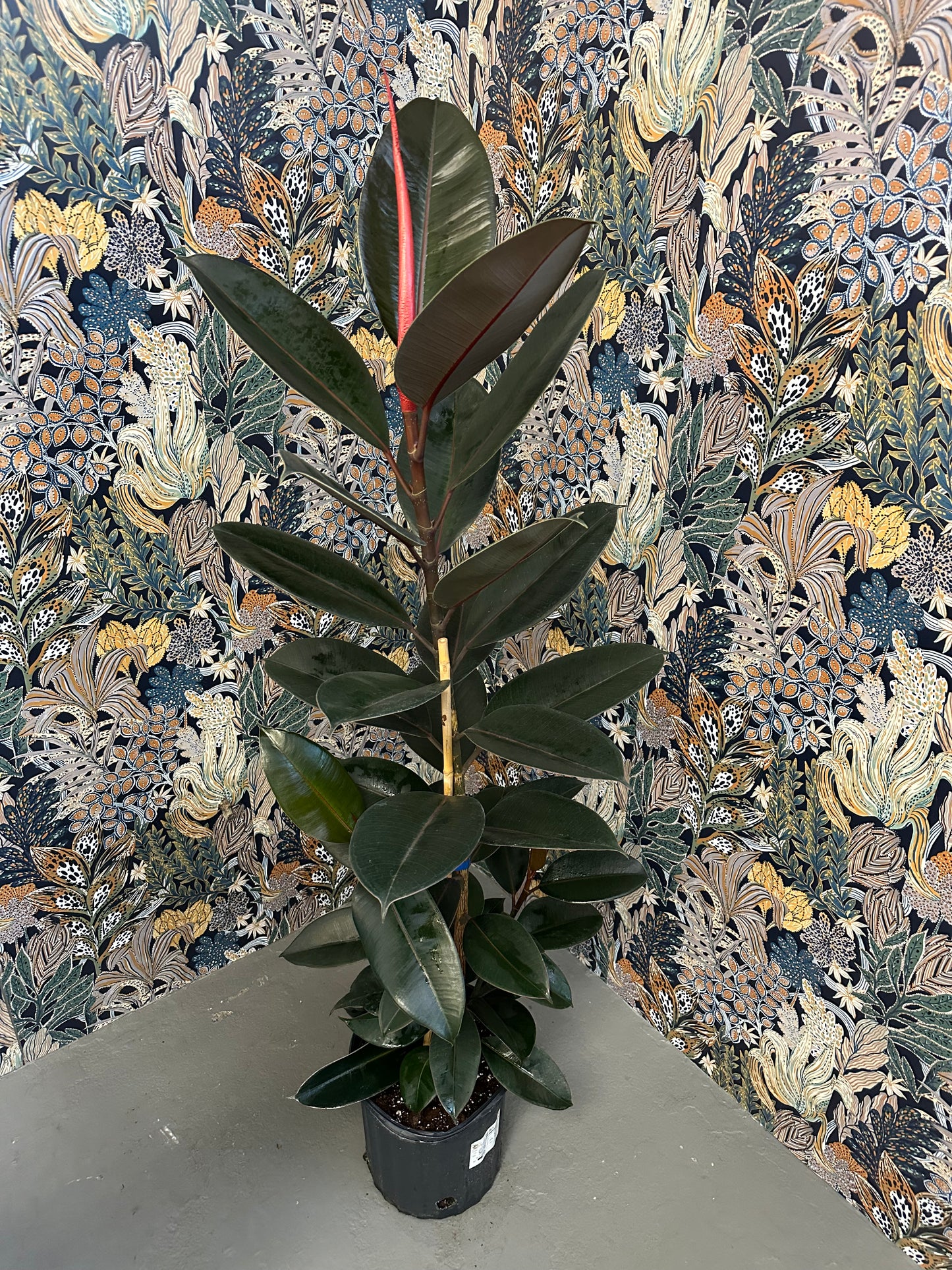 Burgundy Ficus 4ft