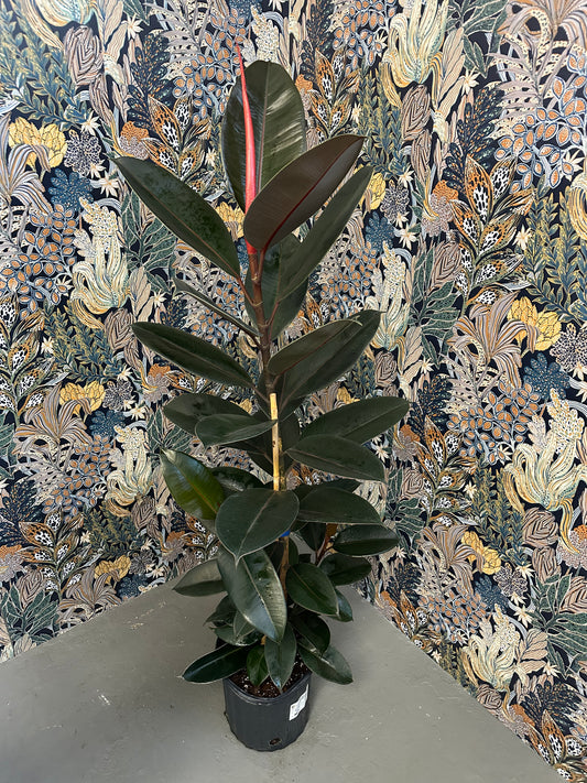 Burgundy Ficus 4ft