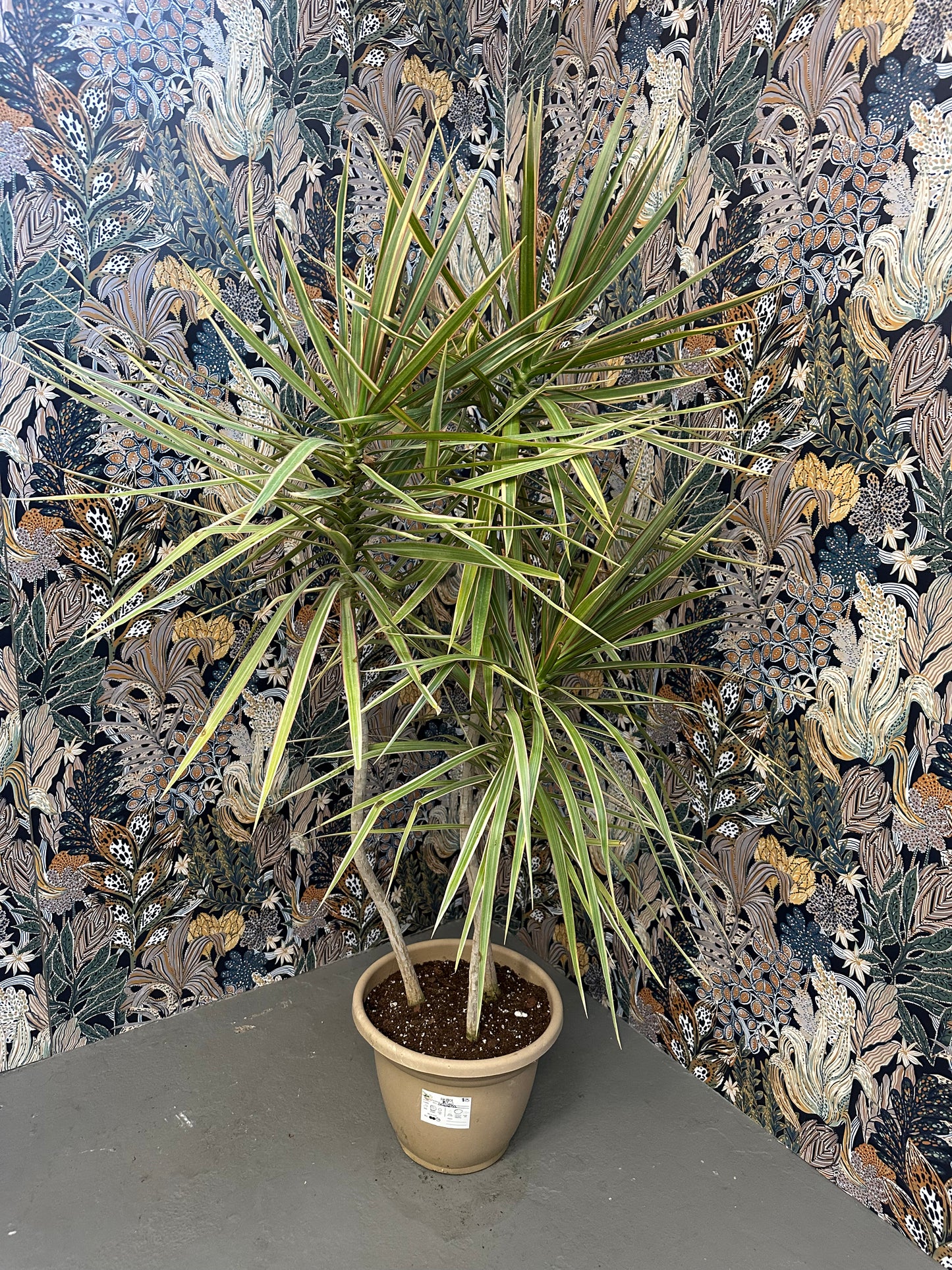 Kiwi Dracaena 4ft