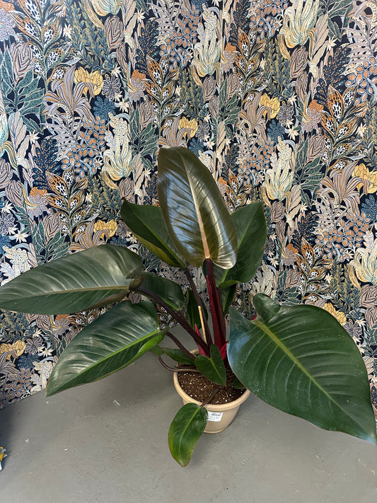 Philodendron Red Congo 2 Gallon