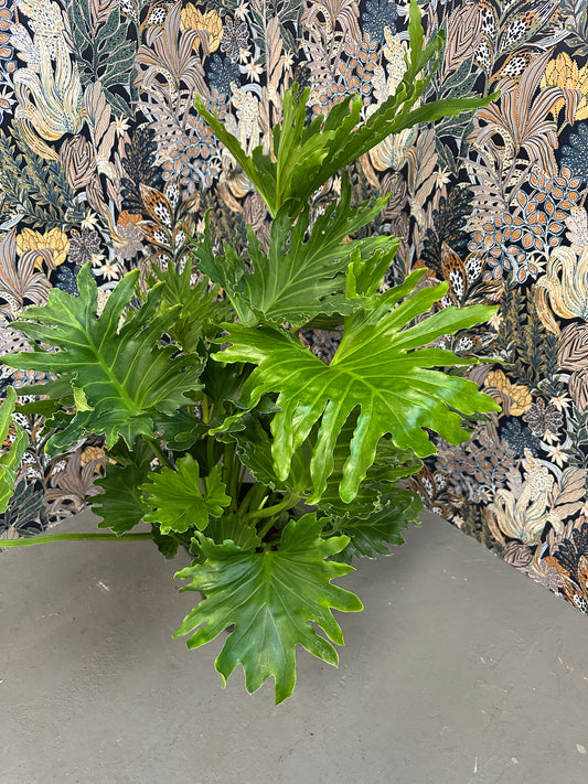 Philodendron Hope 1 Gallon