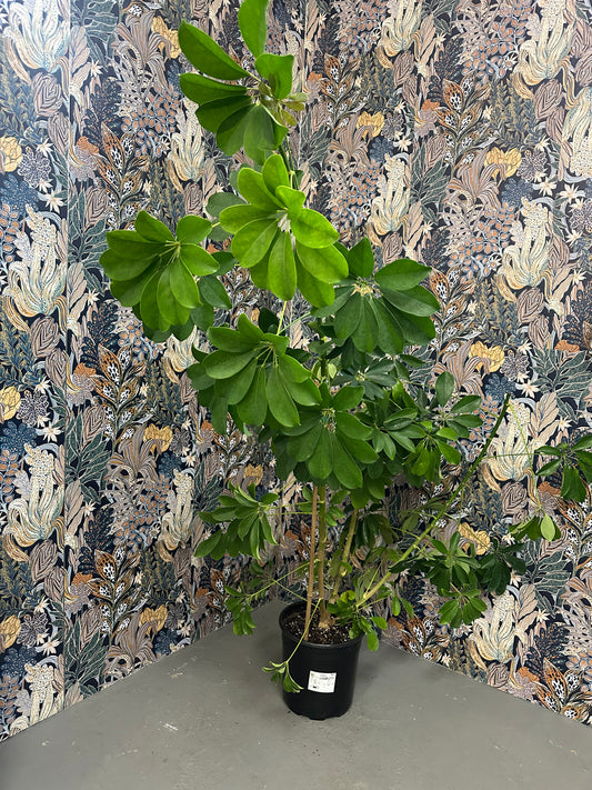 Umbrella Tree- 4ft
