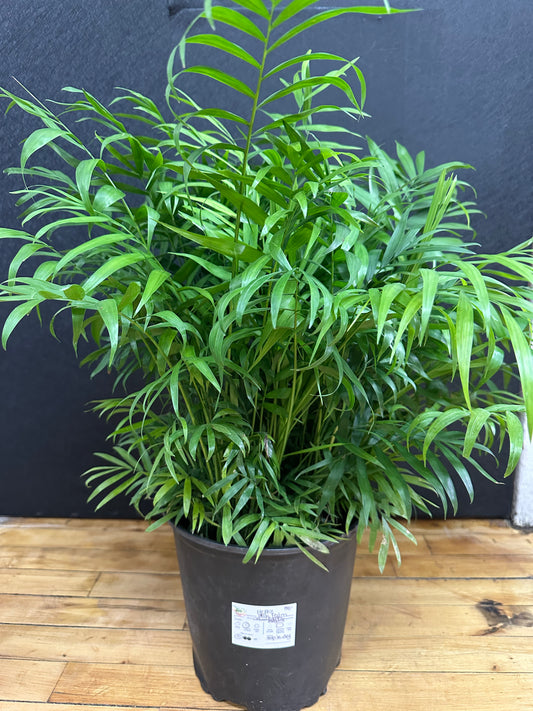 Bella Palm 8in