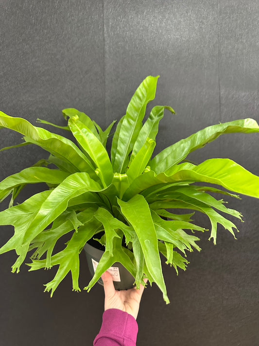 Birds Nest Fern 8in
